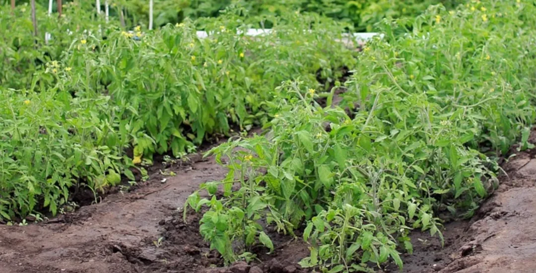 Los 10 mandamientos del Slow Food